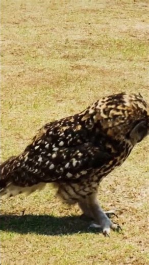 owlsound #owl #ullu #wildlife #birds #nightbirds #shorts #viral #trending #nature
