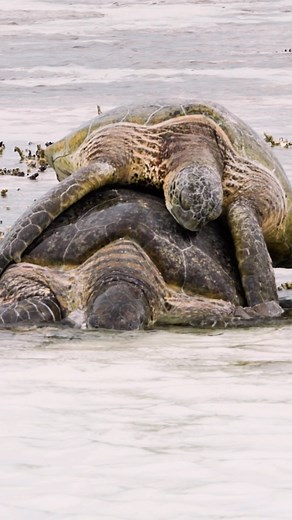 Pablo Cogollos| Ocean | Diving on Instagram: "Green Sea Turtle Matting Season is officially started on the @southerngreatbarrierreef These remarkable reptiles engage in a complex reproductive process that has intrigued scientists for years. How long do you think that they can be mating for? That guy did not let her go for over 8h During this time, male green sea turtles compete for the attention of females, engaging in elaborate courtship rituals. Once mating occurs underwater, females make thei