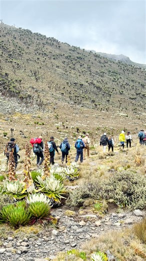 MexVentures: Mount Kenya Expedition 2026 Over five unforgettable days, MexVentures journeys into the heart of Mount Kenya National Park, trekking through ancient forests, alpine valleys, and high-altitude terrain. Step by step, the team pushes higher—challenged by thin air, rewarded with raw nature, picture perfect landscape, and sweeping views. Reaching Point Lenana 4985m, it’s more than a climb, this is a story of resilience, connection, and incredible moments shared on one of the continent’s 