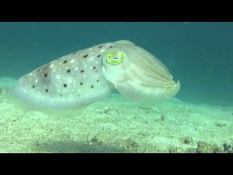 Cuttlefish changing colours