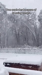 Tree explodes from cold temps | Smallest Spark