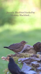 19K views · 282 reactions | Merlo (Turdus merula Linnaeus, 1758) https://www.instagram.com/reel/C6a_eF9K9Ru/?igsh=ZXd3azY4MXM2Mmt0 | Migratoria.it | Facebook