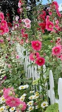 All about Hollyhocks! Learn more about my beginning gardening class - positiveplanting.com