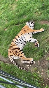 AWE Cuteness Overload with a sleepy tiger named Rayn. #WildlifeWonder #TigerTales #AnimalKingdom #RoaringWild #NatureLover #ProtectOurAnimals #TigerConservation #NatureLover #ProtectOurAnimals #TigerConservation #WildlifePhotography #SafariAdventures #CreatureComforts #JungleVibes #SaveTheTigers #ZooLife #FelineFriends #IntoTheWild #RareSpecies #AnimalSanctuary #WildBeauty #TigerPride #HabitatProtection | Mihal Tiger