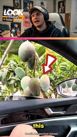 165K views · 554 reactions | This Guy Picks Fruits With His Car Window  #trendingreels #viralreels #reelsusa #trending #usa #fyp #foryou #experiment #funny #discovery #america #usareels #trend #Amazing | Look Media | Facebook