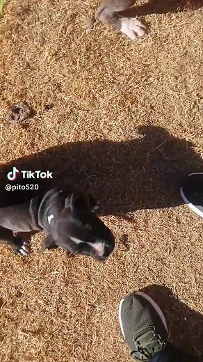 Free Puppies Ready for Loving Homes