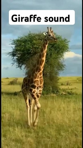 Do Giraffes Make Sounds? (You’ll Be Surprised!) #Giraffes #EducationalShorts #NatureShorts #giraffe