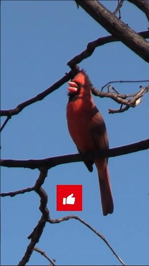 Cardinal Call Battle of the Tweets #bird