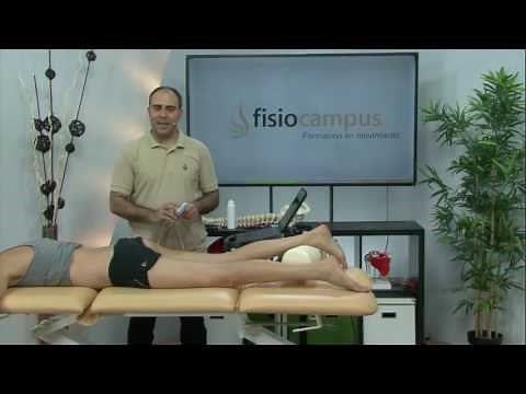 Hamstring Ultrasound