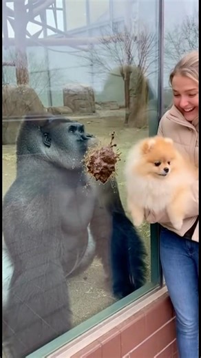 Nobody Expected This Zoo Moment