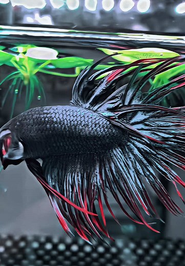 Ct Grey Rim Red Crown Tail Betta Fish Showcase