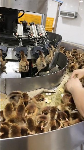 Integrated Chick Processing: Automated Beak Trimming and Vaccination in a Chinese Large-Scale Farm 👀