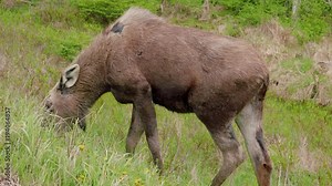 Large moose feeding in a meadow