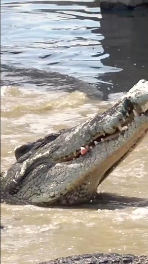 How Fast can a Crocodile Swim?