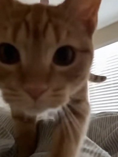Every Morning Routine of Orange Cats Revealed