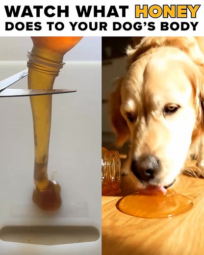 🐶💥 Think you know everything about your dog's health? So did I—until Dr. Marty opened my eyes. This 1-minute quiz will transform how you care for your dog’s health and lifespan. Get your dog’s custom Canine Health Profile now 👉 rebrand.ly/qzdrm | Dr. Marty Pets