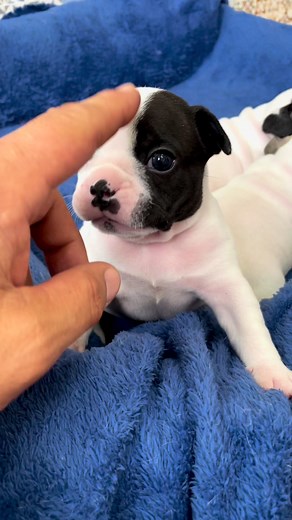 5.4M views · 325K reactions | When you're a tough pup, but cuddles are life ❤️ #frenchie #puppy | jmarcoz | Facebook