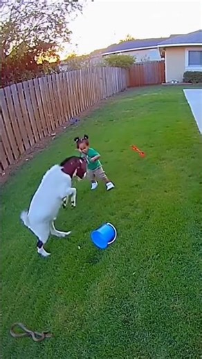 “Snake Attacked… But This Goat Arrived Just in Time!”