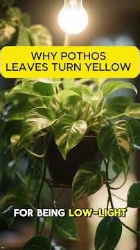 Why Your Pothos Leaves Turn Yellow? #houseplants #indoorplants