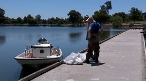 Dead fish clean up continues in Fremont