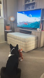 Barney the Tv border collie Part 27 | Stephen Kelleher