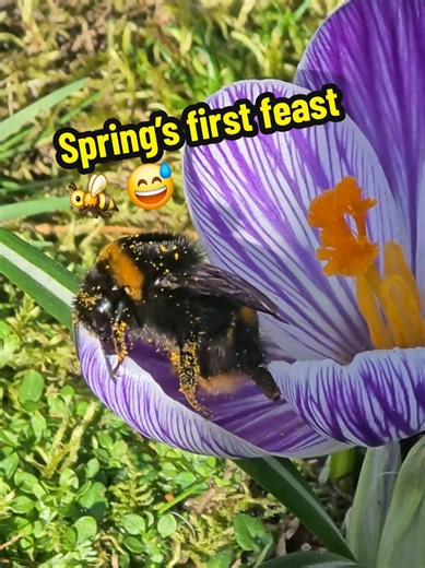 A close-up look at a bumblebee feeding on a crocus in early spring 🐝🌼 Crocuses are among the first flowers to bloom after winter, making them an important early food source for bumblebees emerging from hibernation. At this time of year, nectar and pollen are scarce, so these flowers provide essential energy and protein needed for flight, body repair, and the early stages of nest building. The bright yellow pollen coating the bee’s body is not accidental. Bumblebees are highly effective pollina