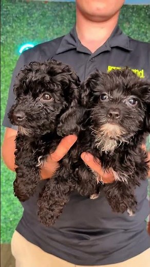 "We're Twins!" 👯‍♂️ Double the Cuteness with Fluffy Puppies! | Petland Tulsa 🐾