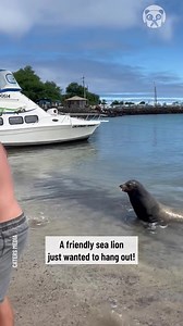 10M views · 232K reactions | Startled by a sea lion | Bored Panda Animals | Facebook