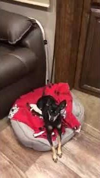 Jax the MinPin for Adoption!