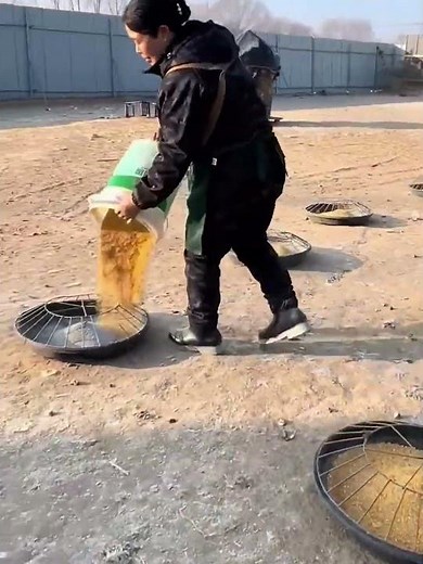 Feeding process of chickens in a poultry farm