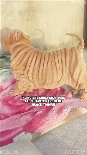 What makes Shar Peis so unique? Watch this! #DogLovers #facts #sharpei