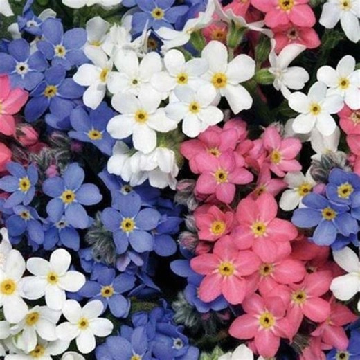 Forget Me Not Flower Seeds 500 | Mixed Colors Annual | Garden Planting - Etsy