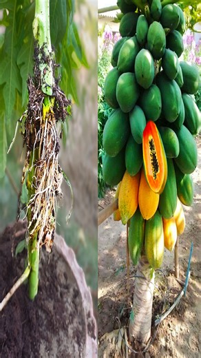 230K views · 548 reactions | How to Air Layering Papaya Tree / New Method to Grow Papaya From Cutting Success 100% | Ashik Muztaba | Facebook
