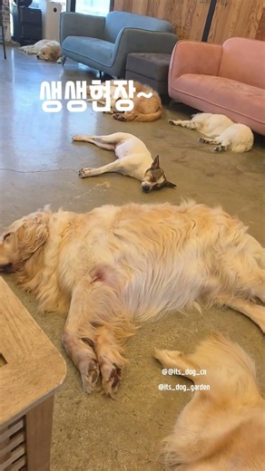 #강아지 #애견영상 #천안유기견카페 #puppy