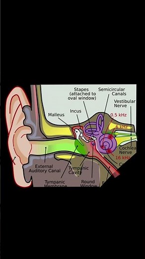 The Smallest Bone in Your Body: Meet the Stapes! 👂🦴 #ScienceFact