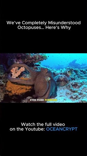 We’ve Completely Misunderstood Octopuses… Here’s Why