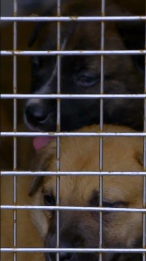 Rescuing the Cutest 6 Week Old Puppies | Pit Bulls and Parolees | Animal Planet