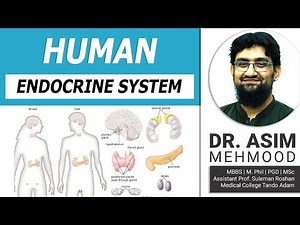 Endocrinology | Introduction to Human Endocrine System | Hindi / Urdu
