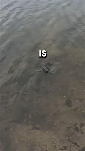 I saw an alien catfish!