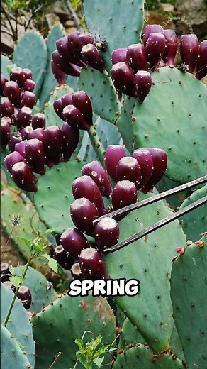 Strange cactus fruit called prickly pear