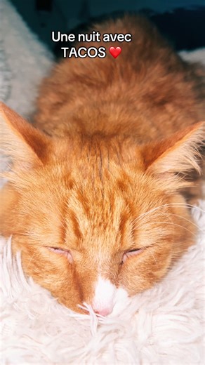 Je vous partage mes nuits avec mon amour tacos #chat #nuit #chatroux #dodo #mignon