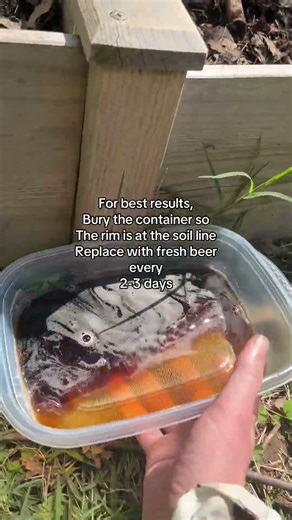 Homemade slug trap #garden #gardening #naturalpestcontrol