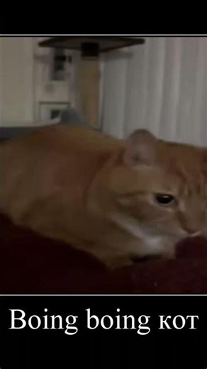 boing boing cat #cat #boingboingcat #funnycats