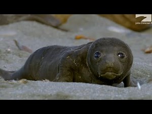 Spy BoulderCam & The Baby Elephant Seal's Big Adventure!