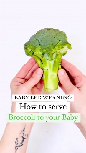Baby Led Weaning How to give your baby broccoli 🥦⁠ ⁠ Broccoli is one of the best, cheapest and most readily available superfoods on the planet. Plus you can buy it locally grown which makes it even more nutritious too. Broccoli is bursting with vitamins and minerals including calcium, iron and it even contains protein! So it is a great addition to your baby’s diet.⁠ ⁠ 👶🏻When can babies eat broccoli?⁠ Did you know that from just 6 months your baby can eat broccoli, all on their own! Steaming i