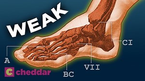 The human foot is a design disaster.