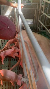 Kathner Swine Genetics on Reels