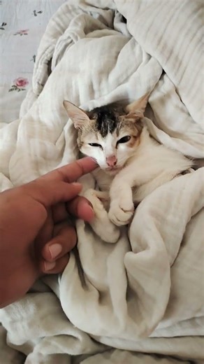 স্কুল ফাঁকিবাজি #shorts #short #cats #catvideo #viralvideo #catlove #cat #biral #biralvideo