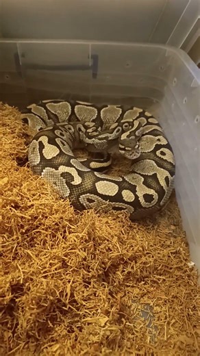 🔥 Lesser Pos Mahogany Ball Python — Breeding Season Update! 🐍✨