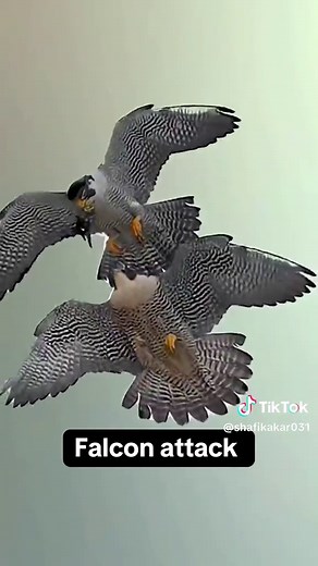 Falcon Attack on Humans – A Rare Encounter